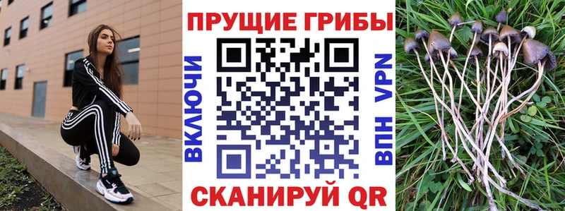Галлюциногенные грибы мицелий  Чайковский 